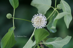 Mitragyna parvifolia